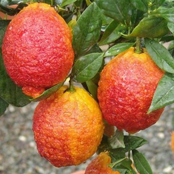 Red Color Lemon Seeds Organic Fruit Seed Home Garden Plants