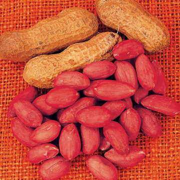 Red Peanut Seeds Organic Fruit Vegetable Home DIY Snacks Plants