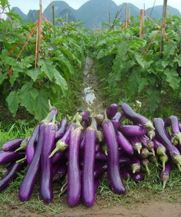 Rong purple eggplant seeds