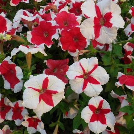 Scarce Rare Phantom Petunia Flower Seeds Pack Garden Seeds Petun
