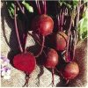 Seaweed Seeds Head - Red Beet Seeds- Root Beet Seeds