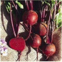 Seaweed Seeds Head - Red Beet Seeds- Root Beet Seeds