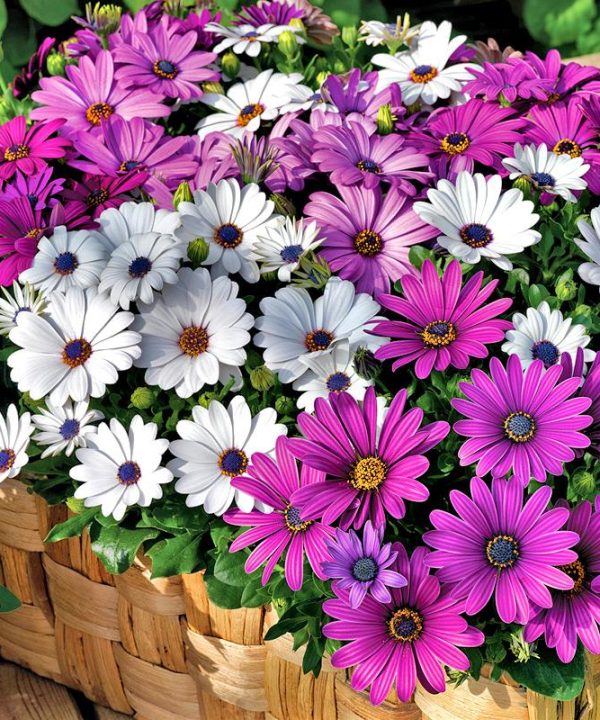 Seeds South African Chrysanthemum Blue Eye