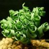Spiral Mimosa Seeds Garden Green Bashful Grass for Balcony Court