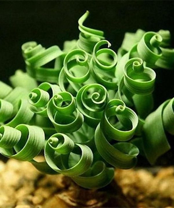 Spiral Mimosa Seeds Garden Green Bashful Grass for Balcony Court