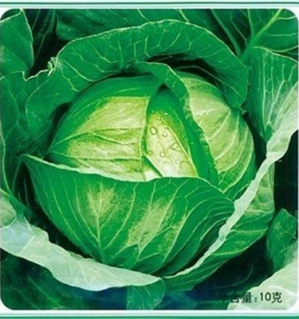Spring Green Cabbage Seeds Vegetable Seeds