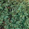Sprouting Curled Cress Seeds