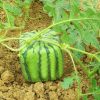 Square Watermelons Seeds Home Garden Simple Geometric Sweet Frui
