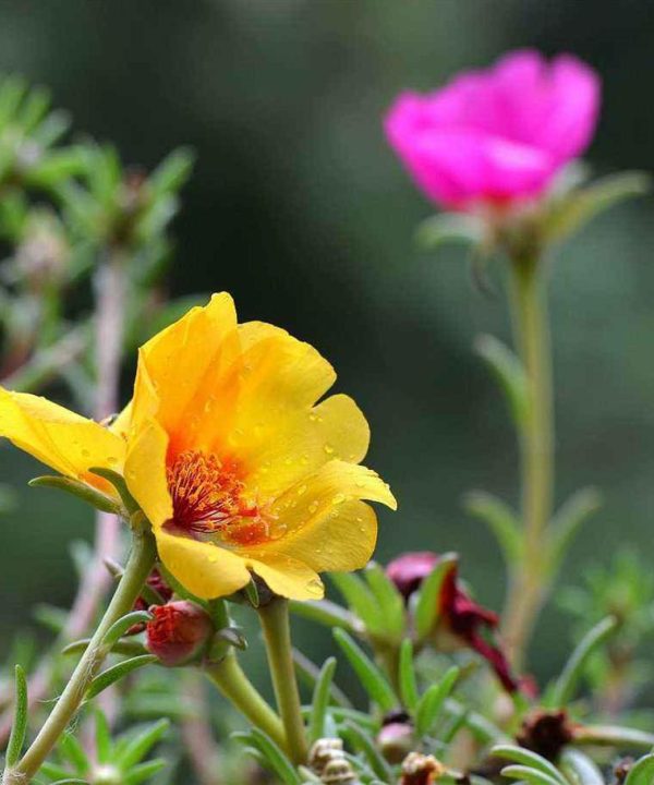 Sun flower Seeds, large flower purslane four seasons plants flow