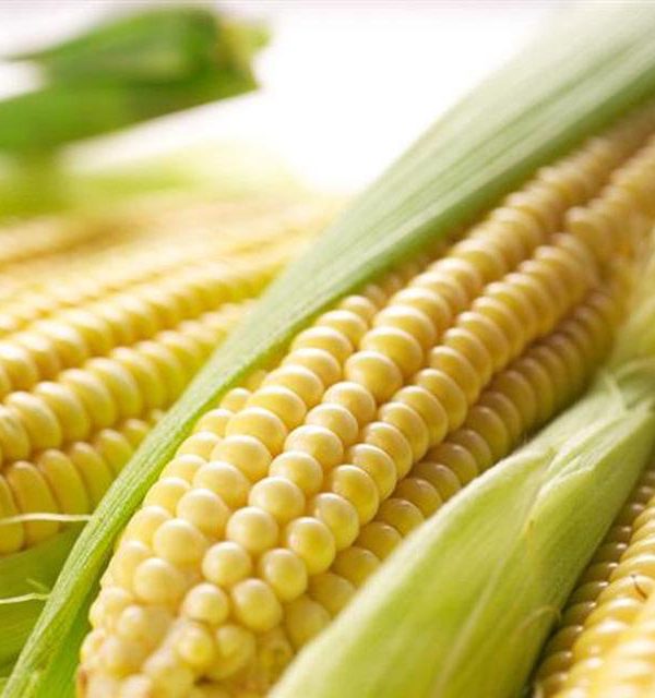 Super - Sweet Fruit Corn Seeds Cultivation Sweet Waxy High