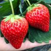Sweet Kiss Strawberry Sprouting Seeds