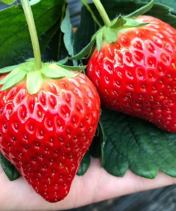 Sweet Kiss Strawberry Sprouting Seeds