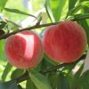 Sweet and soft peach peaches Seeds wooden peach peaches
