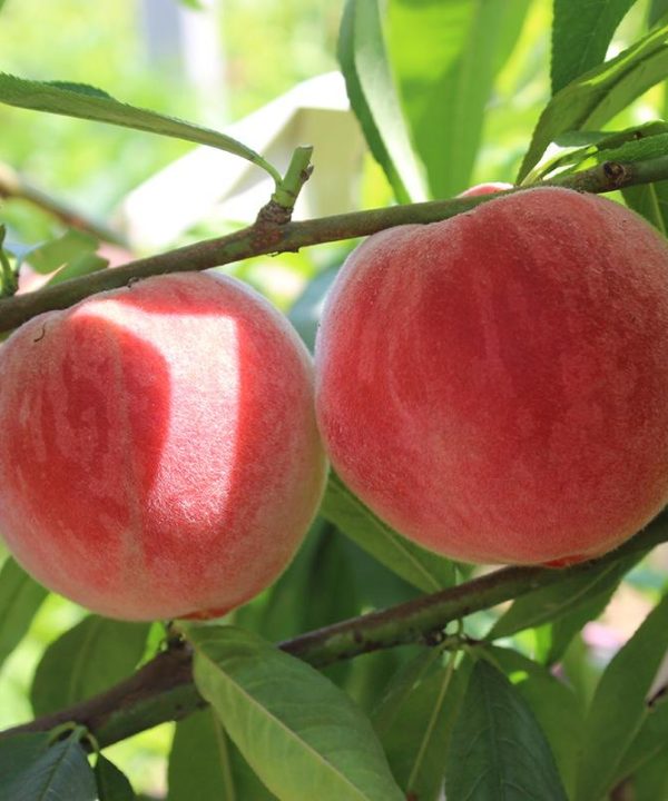 Sweet and soft peach peaches Seeds wooden peach peaches