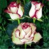 Swept Away Rose flowers the same color Seeds as Fire & Ice