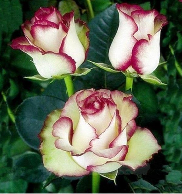 Swept Away Rose flowers the same color Seeds as Fire & Ice
