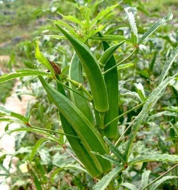 Terrace Vegetables View Fruit Plant Okra Kidney Seeds
