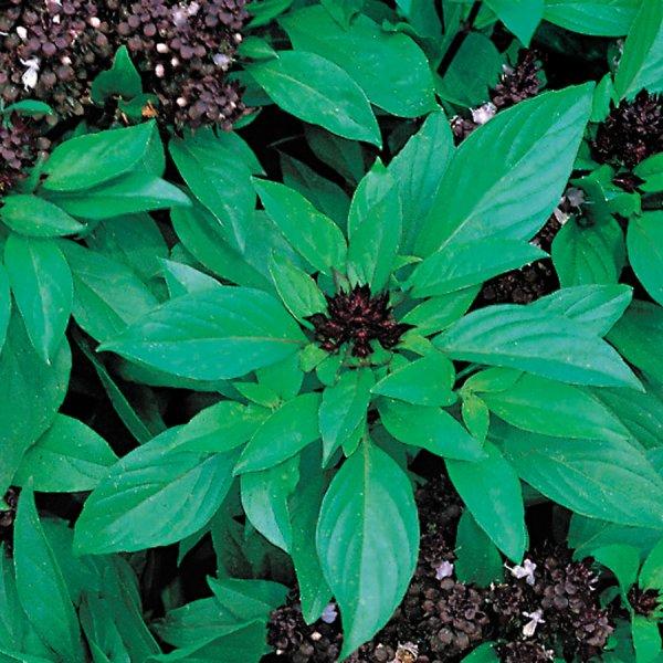 Thai Siam Queen Basil Seeds