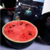 Triple Treat Hybrid Watermelon Seeds