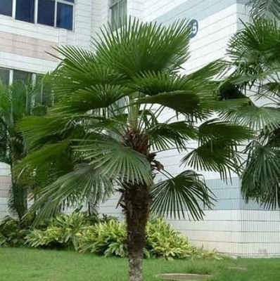 Tropical coconut Butia Seeds plant royale coconut fruit jam jell