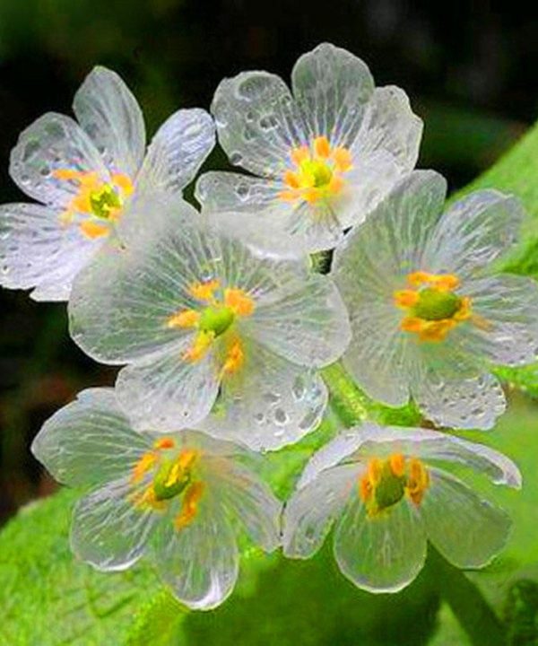 Umbrella Leaf Dysosma Pleiantha Seeds Transparent Flower Seeds