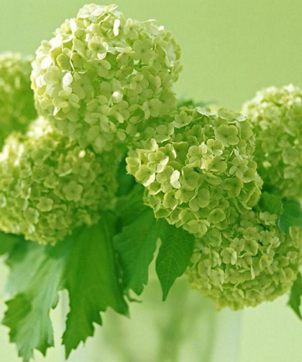 Vanilla Strawberry Hydrangea Flower Seeds Planting Flower Tree S