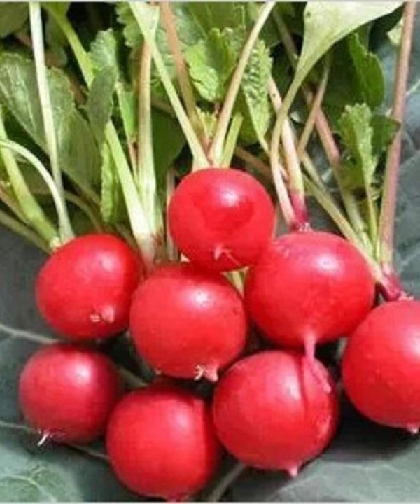 Vegetable Seeds Red Round Cherry Radish Seeds