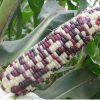 Waxy Corn Seeds Organic Vegetable Seeds