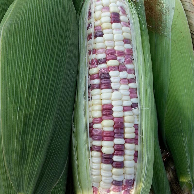 Waxy Corn Seeds Organic Vegetable Seeds Sd96233 215 Seedsday