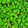 White Clover Seeds Selling Organic Vegetable Seed