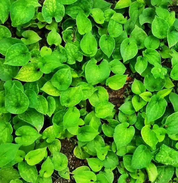 White Clover Seeds Selling Organic Vegetable Seed