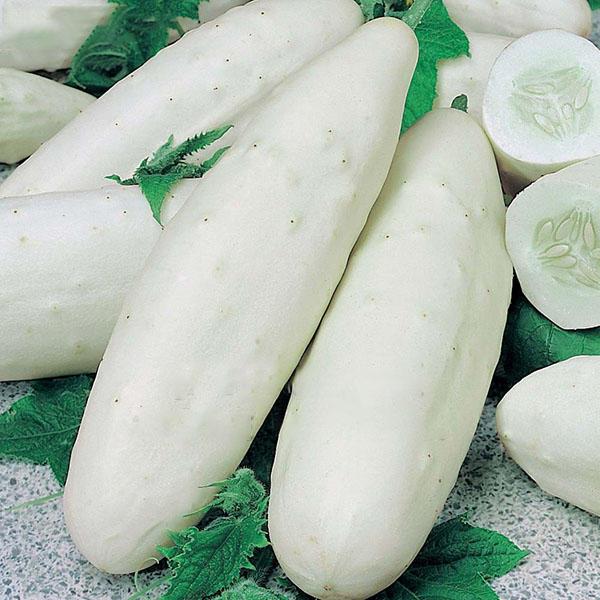 White Cucumber Seeds Garden Balcony Vegetable Fruit Cucumber See