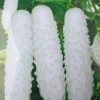 White Cucumber Seeds,Cuke Seeds