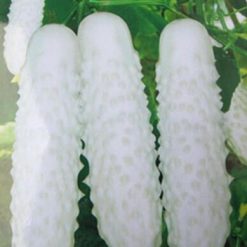 White Cucumber Seeds,Cuke Seeds
