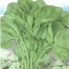 White Hot rotundifolia amaranth Seeds Vegetable Seeds