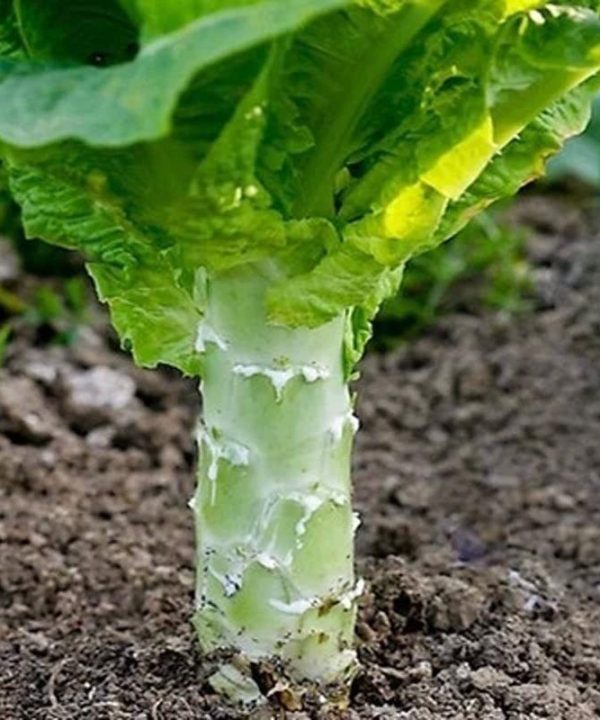 White Tip Leaf Lettuce Seeds Selling Vegetable Seeds