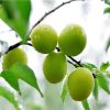 Wholesale fruit Seeds plant Pi Haimei Cascarilla real shot