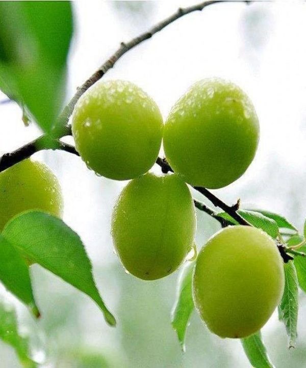 Wholesale fruit Seeds plant Pi Haimei Cascarilla real shot