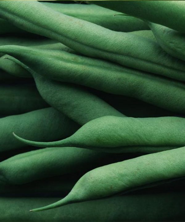Wholesale quality beans seeds green bean sprouts seeds