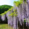 Wisteria Wisteria Vine Saplings Seeds Vegetable Garden Plants F