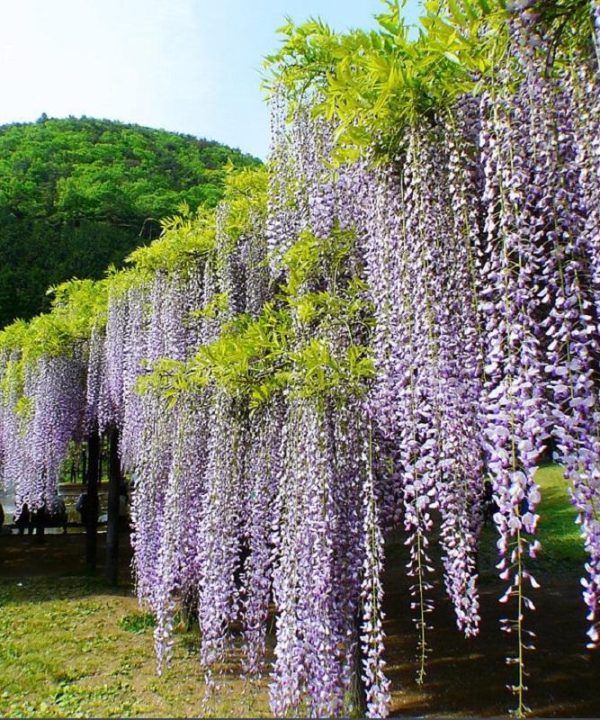 Wisteria Wisteria Vine Saplings Seeds Vegetable Garden Plants F
