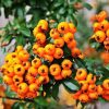 Yellow Pyracantha Fortuneana Firethorn Perennial Tree Bonsai See