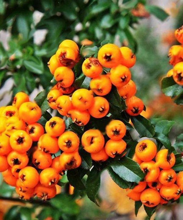 Yellow Pyracantha Fortuneana Firethorn Perennial Tree Bonsai See