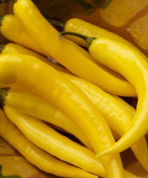 Yellow hot pepper Seeds line of organic vegetable Seeds