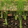 Zefa Fino Florence Fennel Seeds