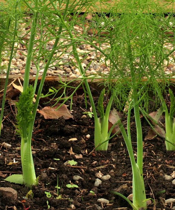 Zefa Fino Florence Fennel Seeds