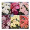 Chabaud Carnation Set - Dianthus Seeds