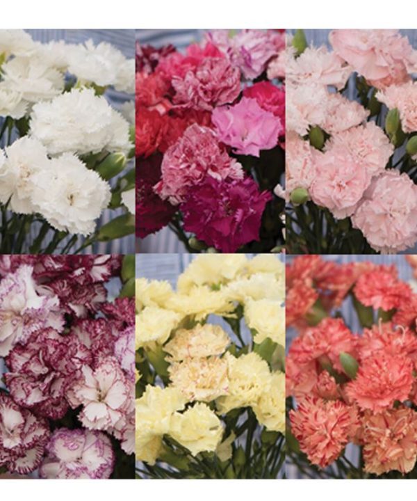 Chabaud Carnation Set - Dianthus Seeds