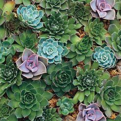 Plants