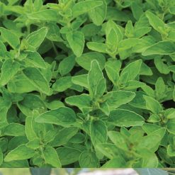 Herbs